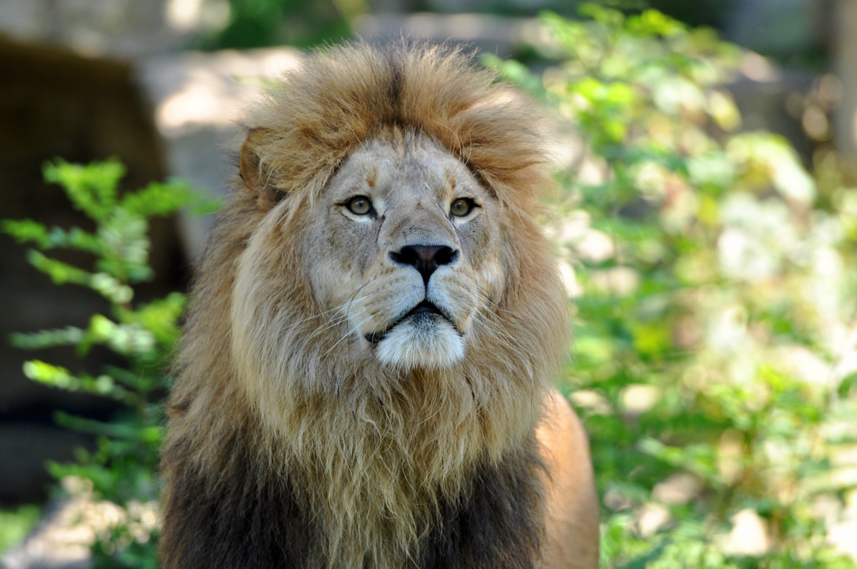 Lion at Hellabrunn Zoo